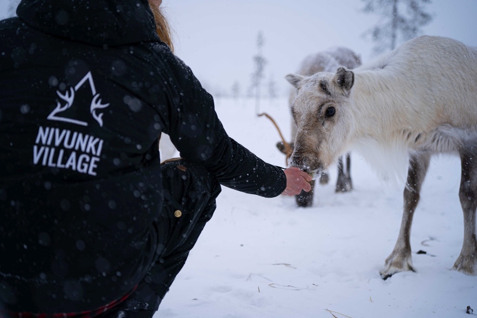 Nivunki Village Deer