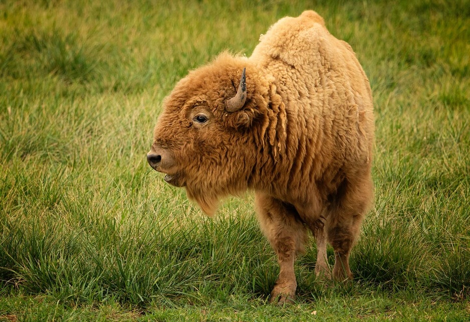 Zion White Bison Glamping Bison in the Grass