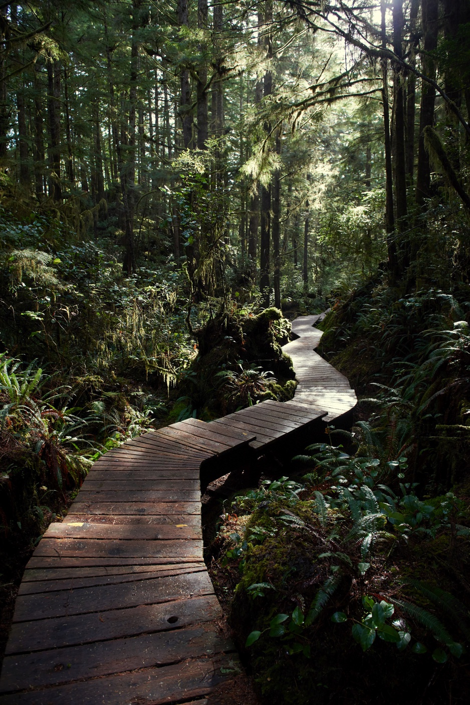 Ancient Forest Hot Springs