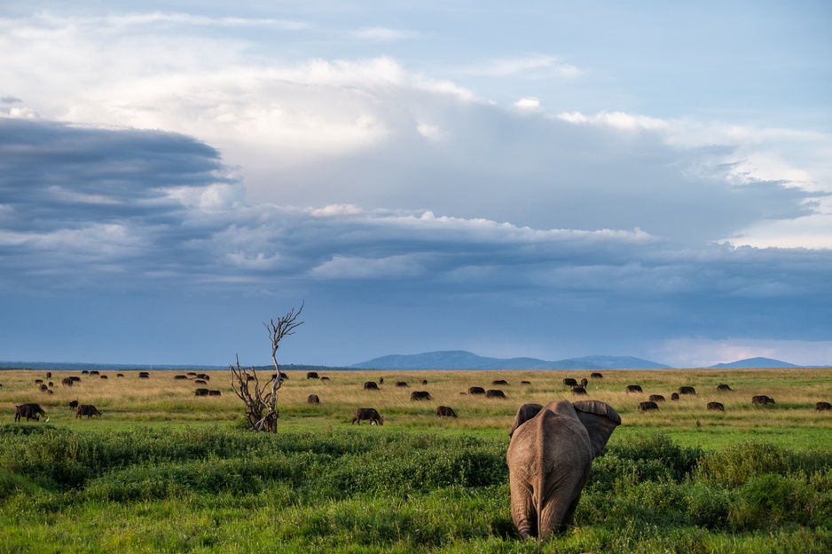 Wild Hill, Kenya - Wild Elephant