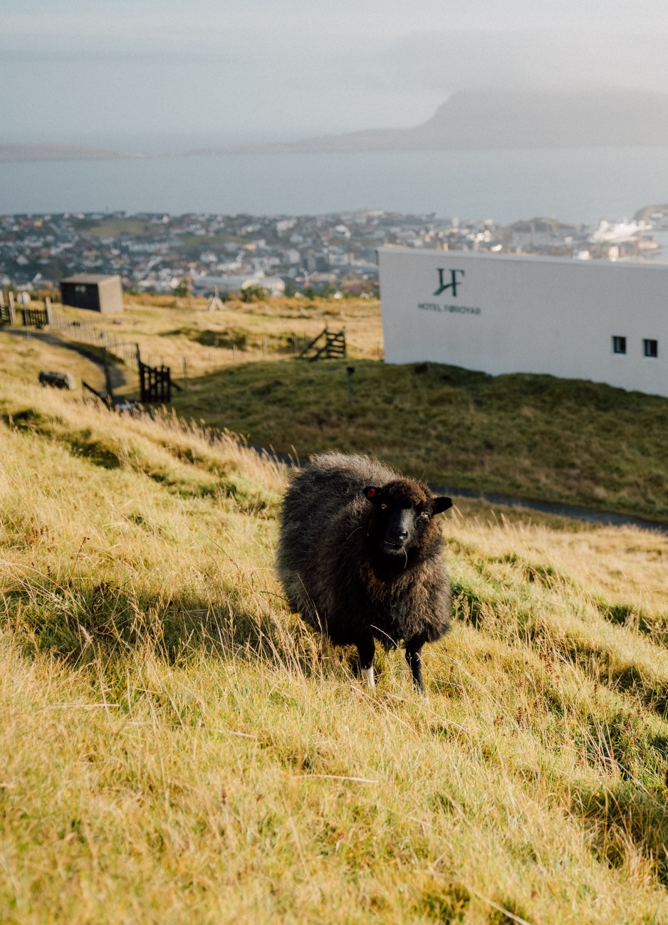 Hotel Foroyar - Sheep in the Field