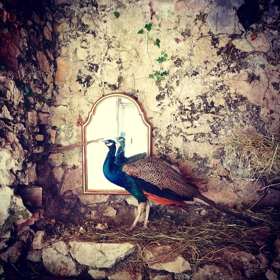 Le Moulin Camoula Peacock