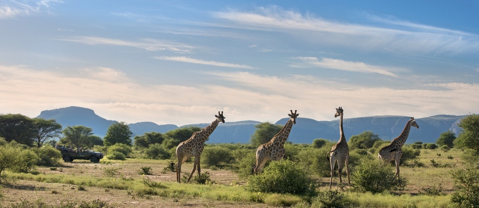 Marakele National Park giraffes
