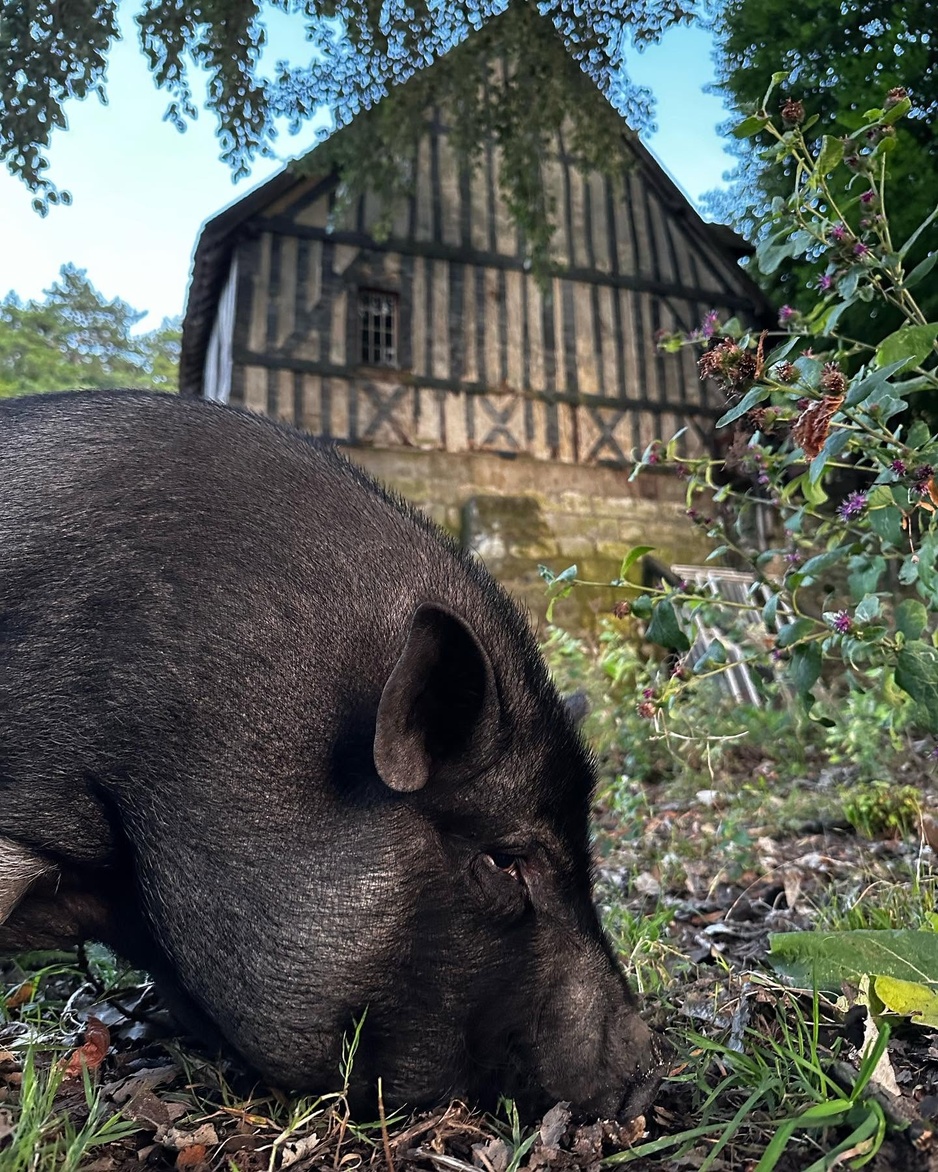 Le Moulin d'Andé - Piggy