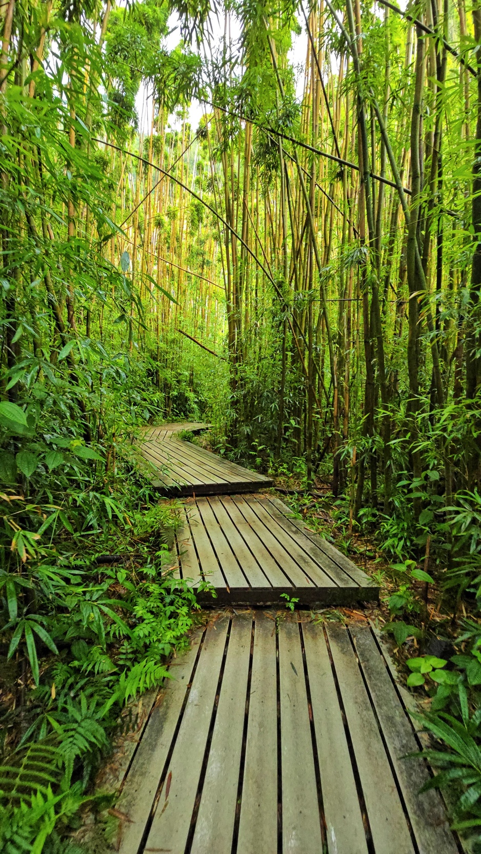 The Bamboo Forest on Maui Island