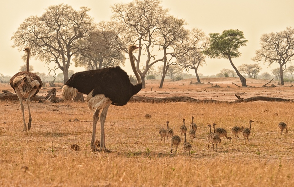 Ostriches in the Hwange National Park