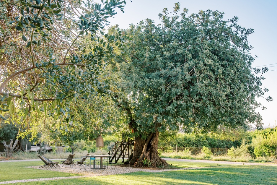 Conversas de Alpendre Carob Tree