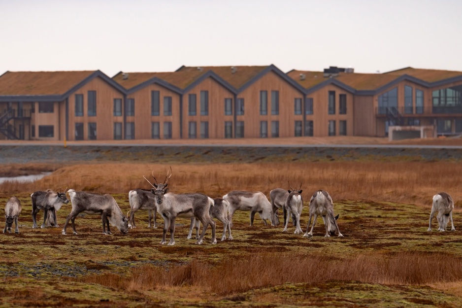 Hótel Jökulsárlón - Glacier Lagoon Hotel - Reindeer