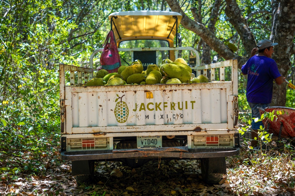 Truck Filled With Jackfruit