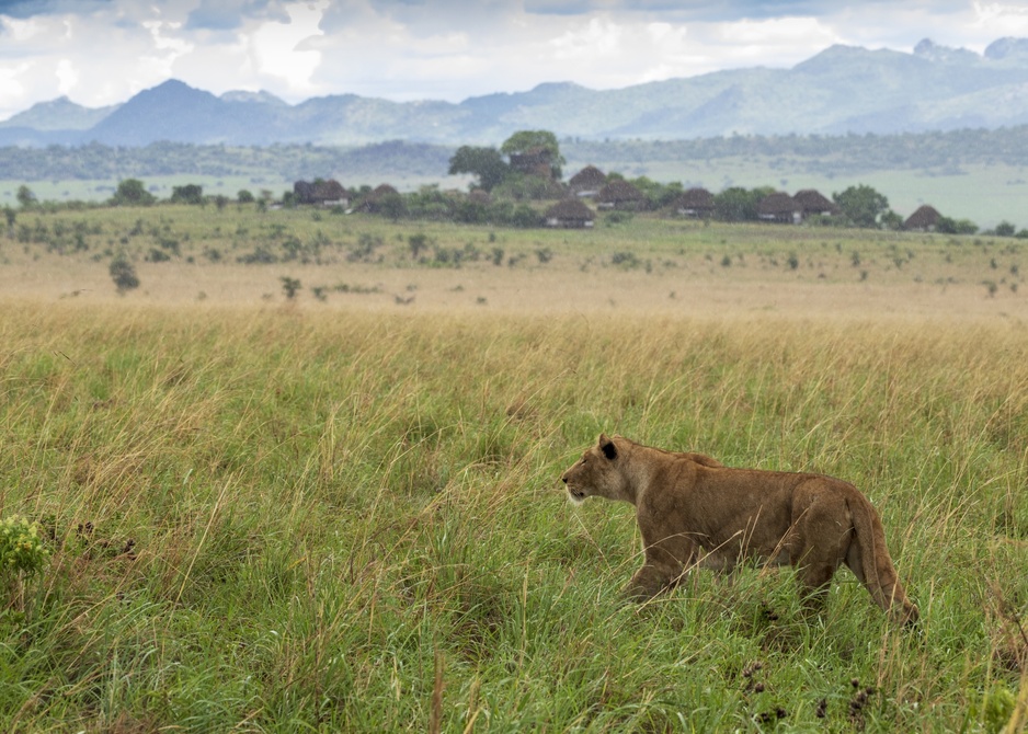Lion At The Apoka Safari Lodge