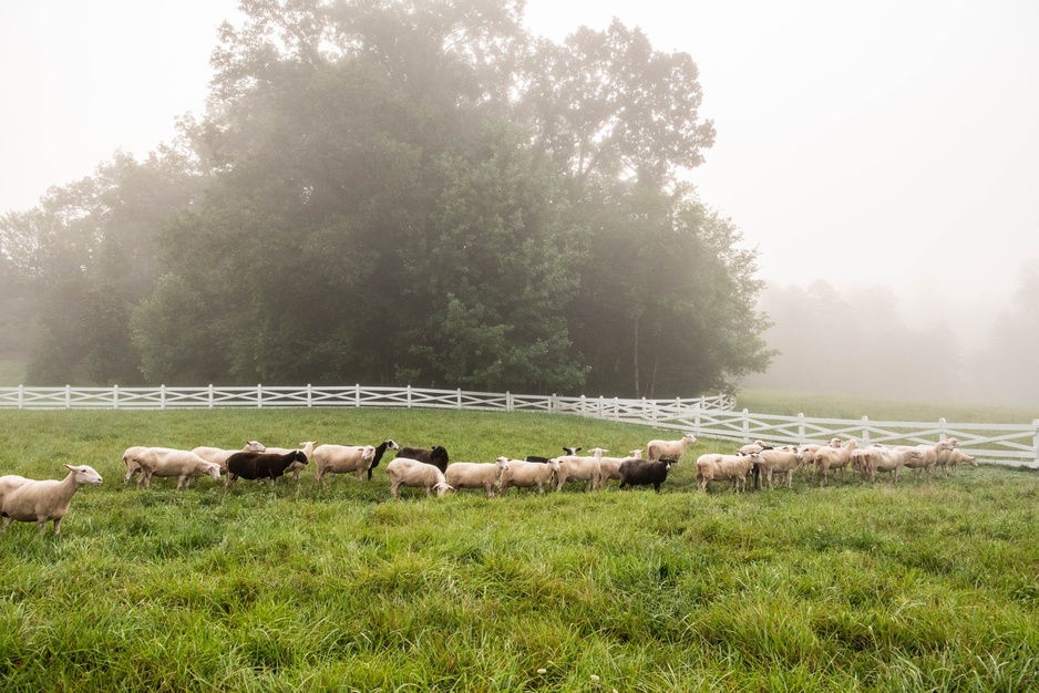 Blackberry Farm - Farmstead Tour