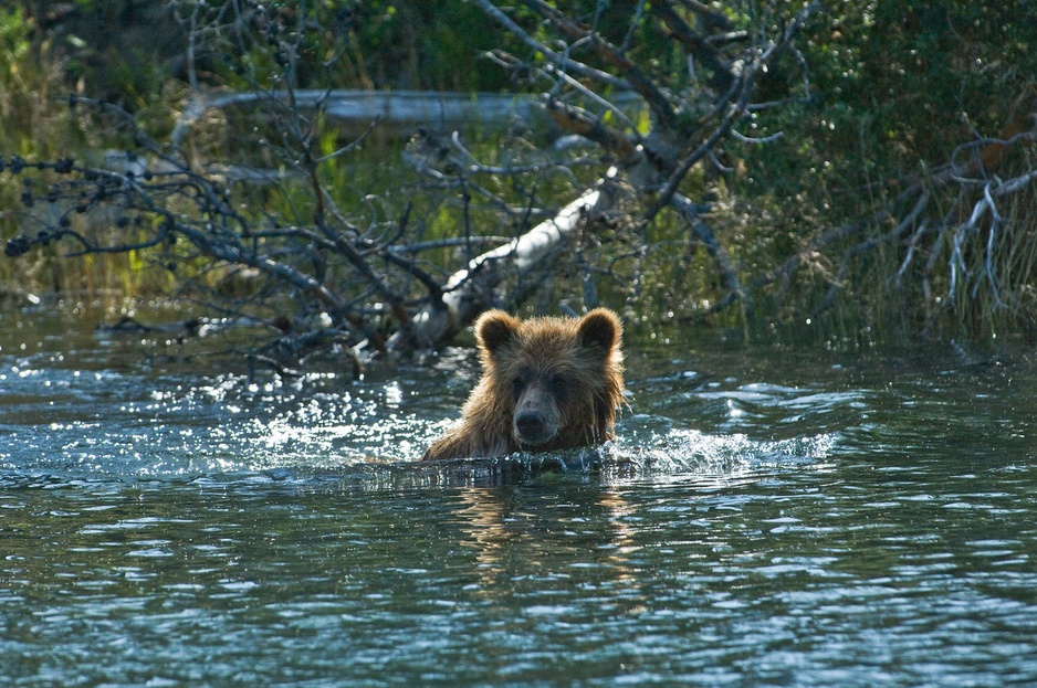 Grizzly bear at Chilcotin