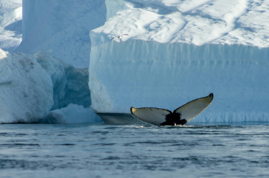 Whale in Ilulissat