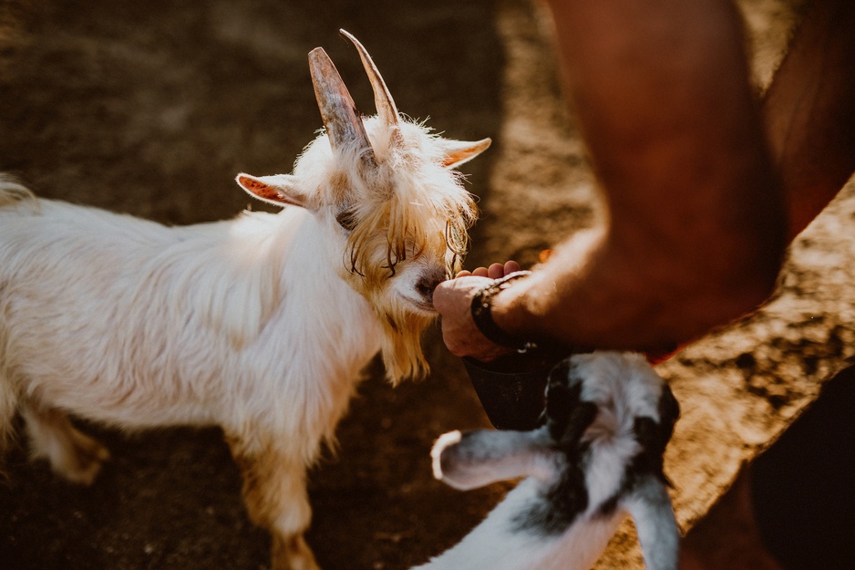 Acre Resort Goat Petting