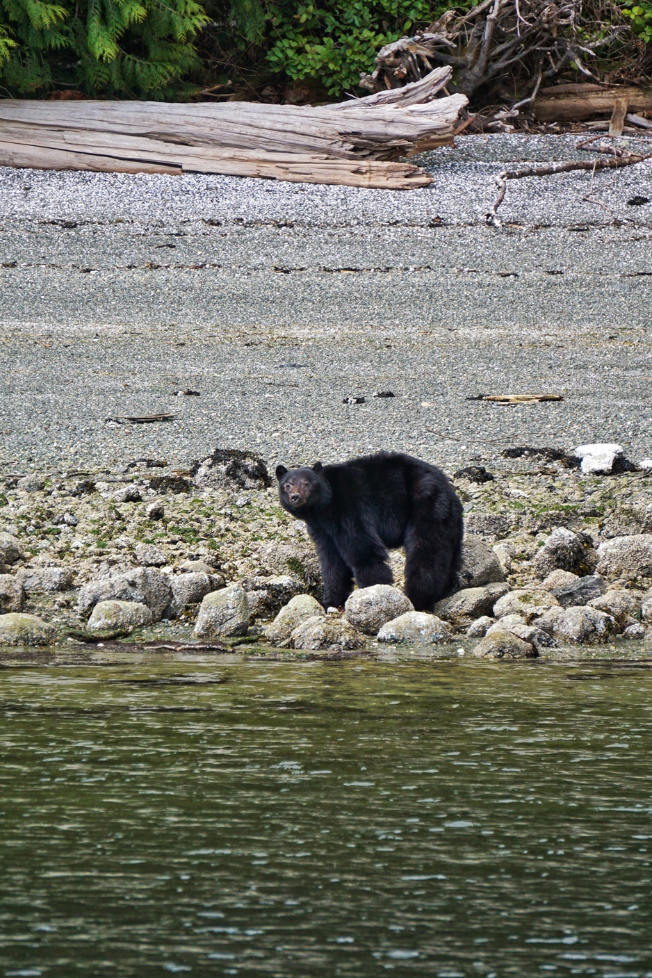 Chesterman Beach Bear