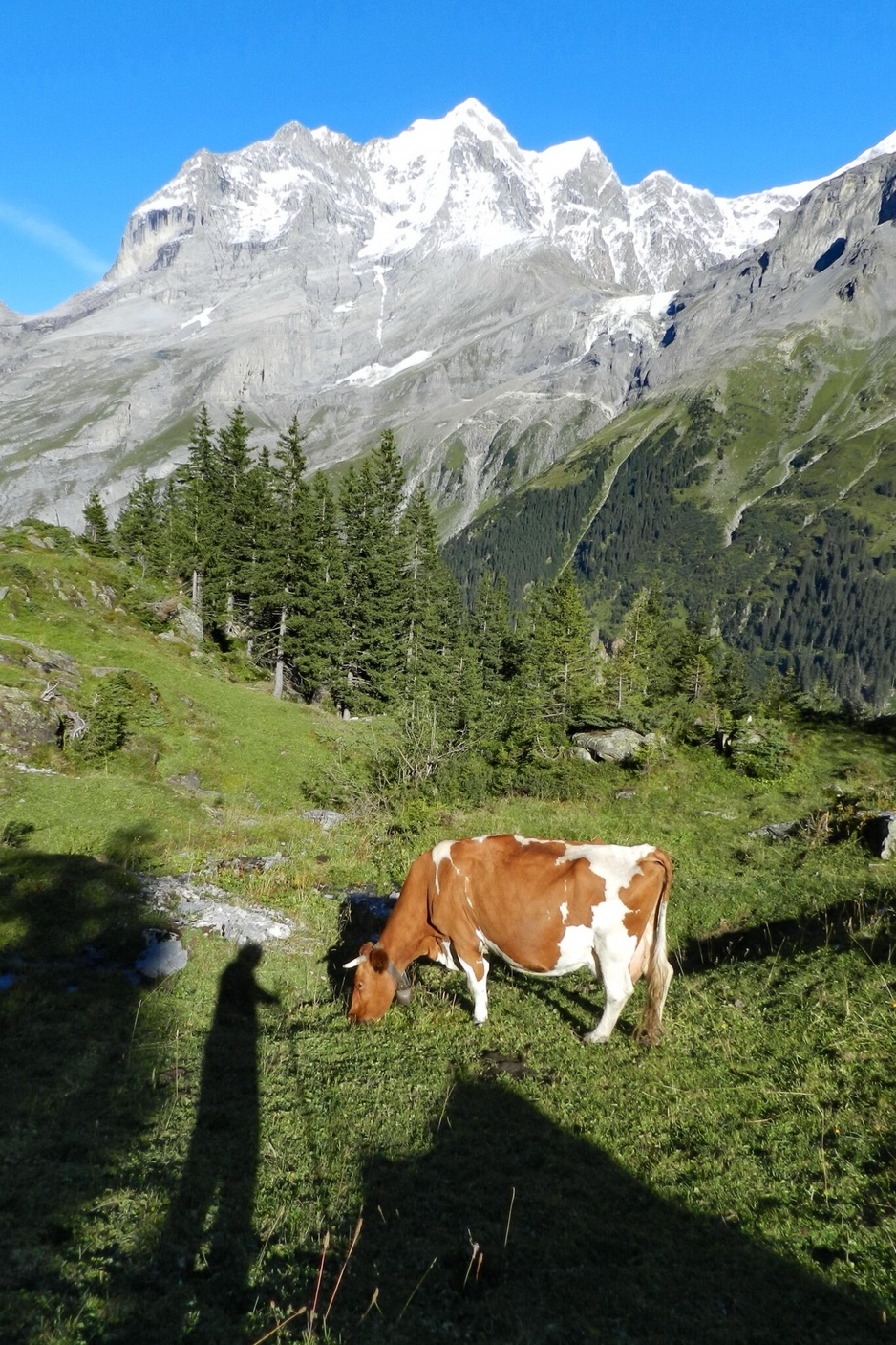 Trekking and Cow in the Swiss Alps