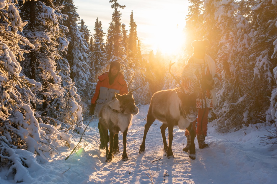 Borealis Basecamp Reindeer Tours