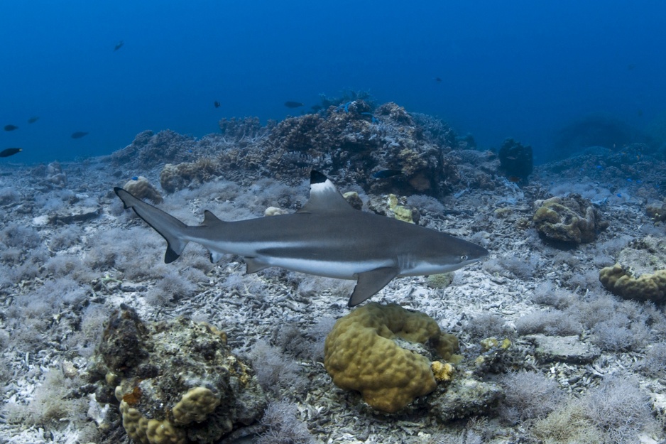 Bawah Reserve - Reef Shark Swimming above the Corals