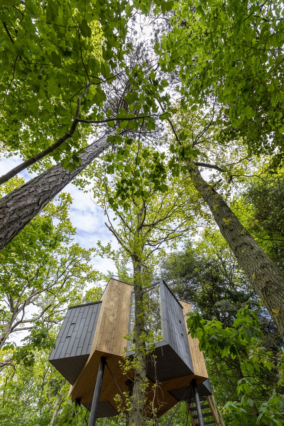 Lovtag Treetop Cabin Among the Tall Trees
