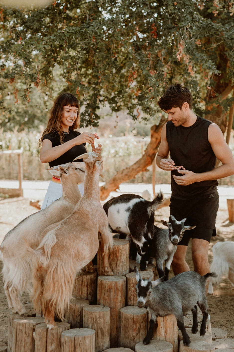 Acre Resort Pygmy Goats