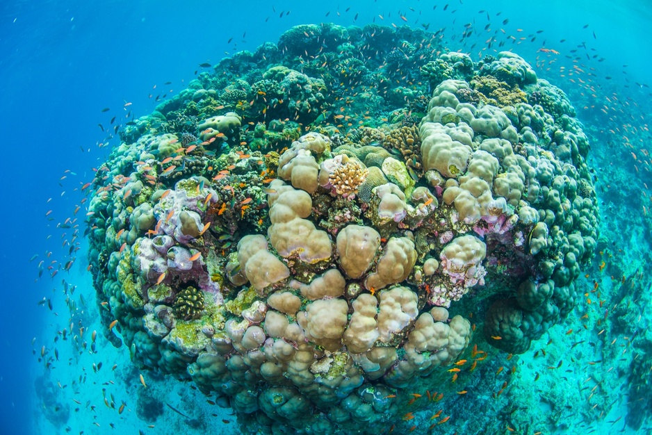 Corals