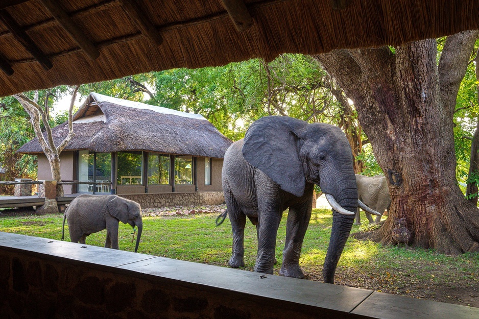 Mfuwe Lodge Elephants