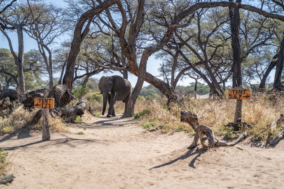 Somalia Elephant in the Camp