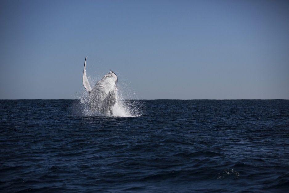 Ningaloo Reef Humpback Whale