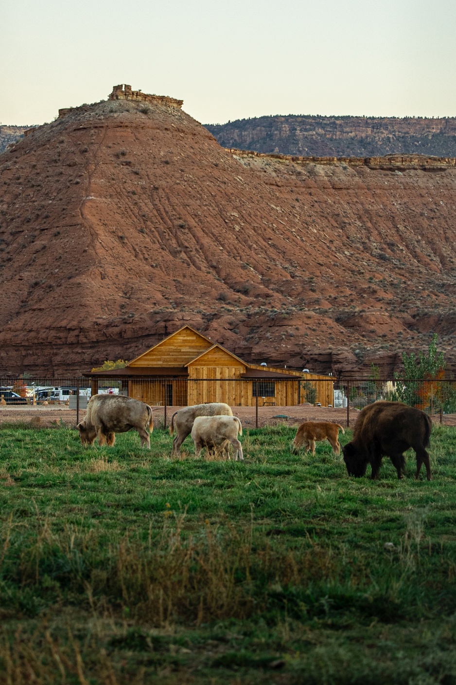 Zion White Bison Glamping Bison