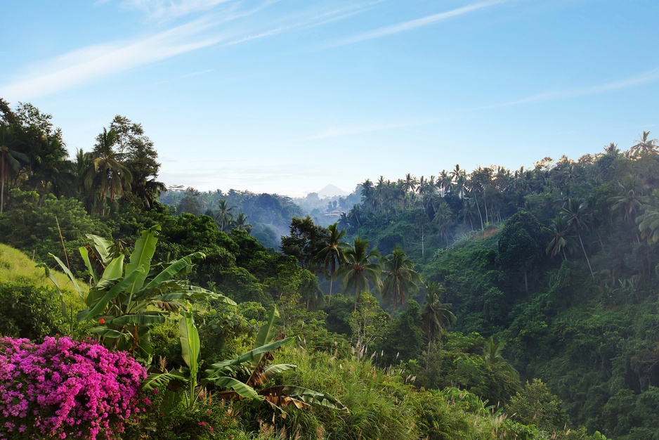 Ubud valley