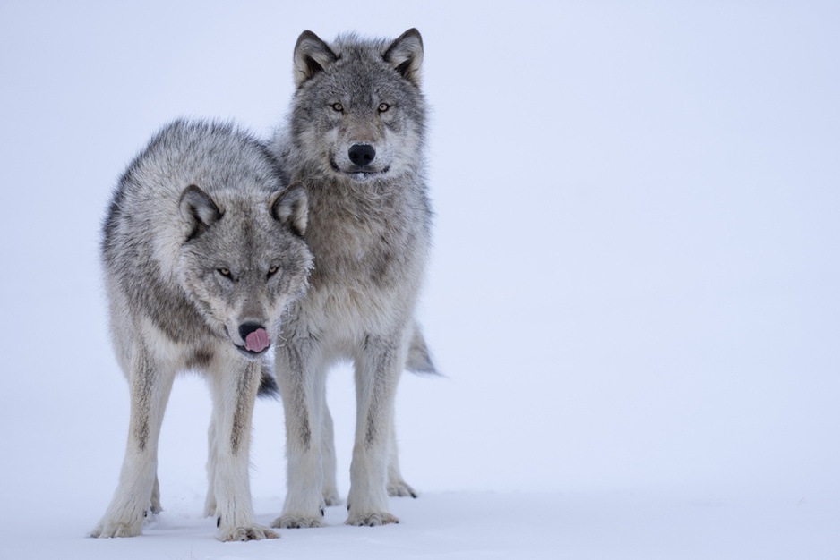 Wolves in Manitoba