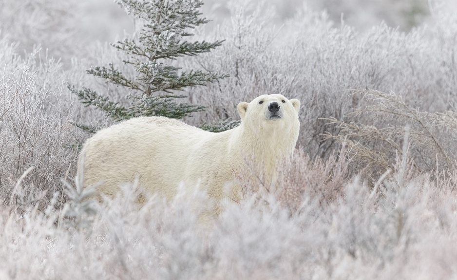 Polar Bear in the Wild