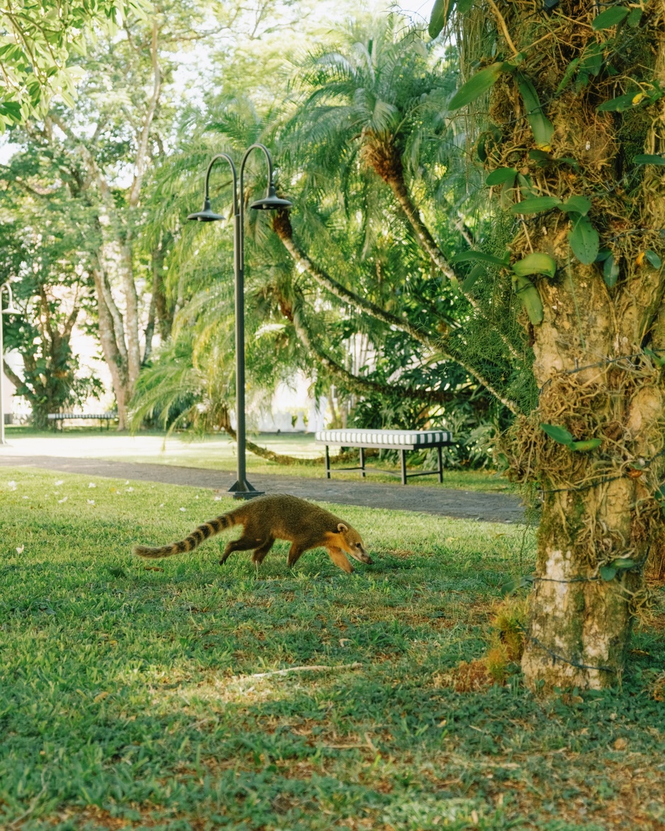 Hotel das Cataratas - Garden South American Coati