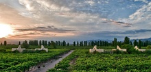 Cavas Wine Lodge - Adobe-Style Villas Set Among Argentina's Best Vineyards