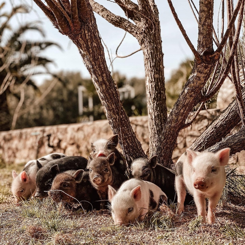 Super Cute Piglets