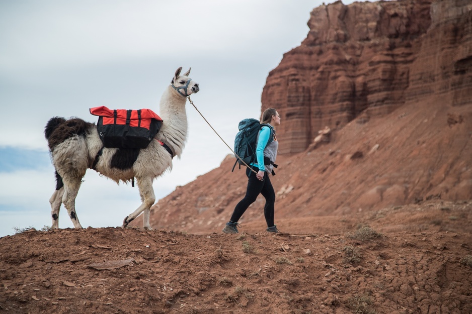 Wilderness Ridge Adventures Llama Trek