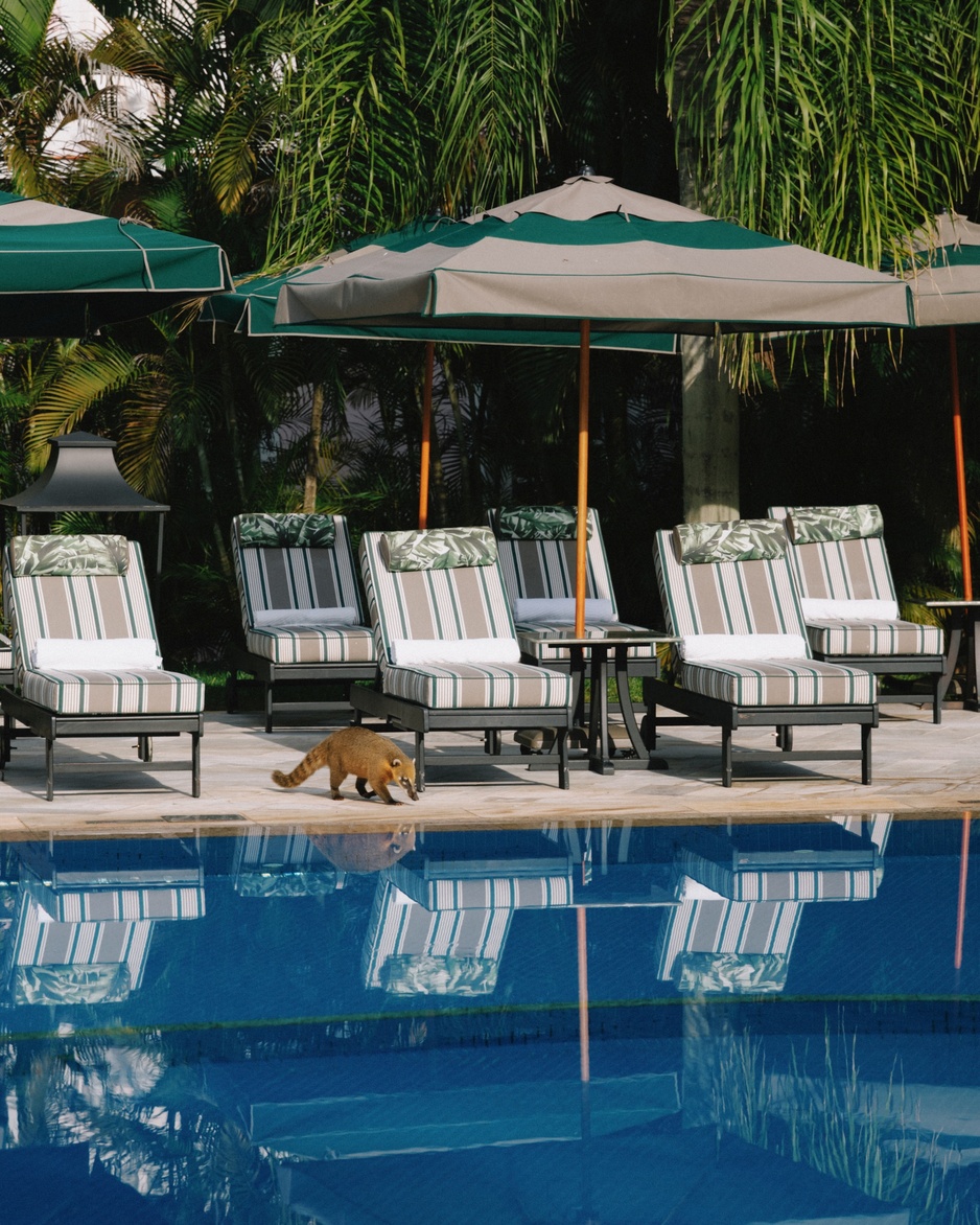 Hotel das Cataratas - Pool and a Coati