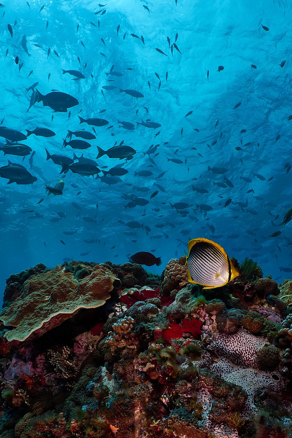 Lord Howe Marine Sanctuary