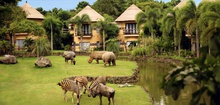 Mara River Safari Lodge Bali - Feed Wild Animals From Your Window