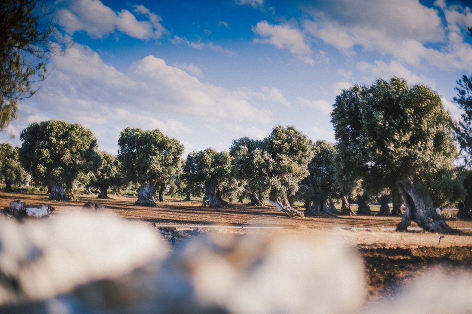 Puglia Olive Trees