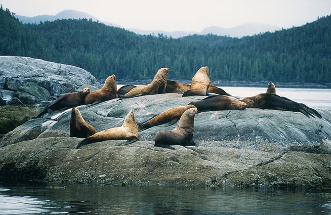 Sea Lions In The Wilderness Of Canada