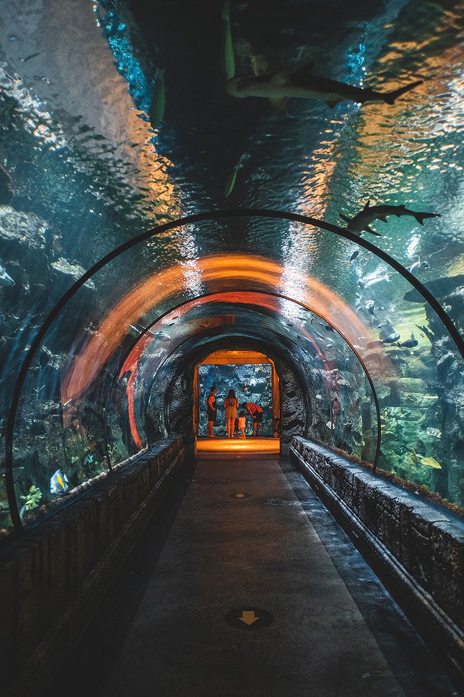 Mandalay Bay Shark Reef aquarium