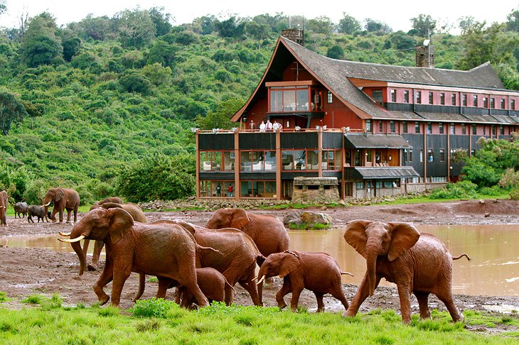The Ark Lodge Kenya
