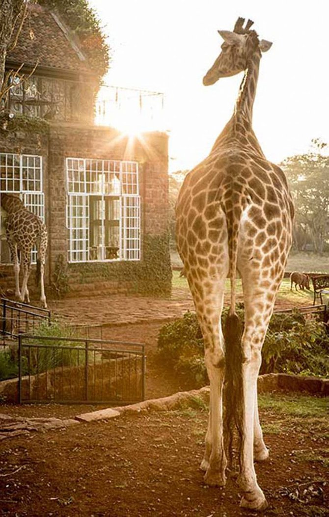 Giraffe Manor