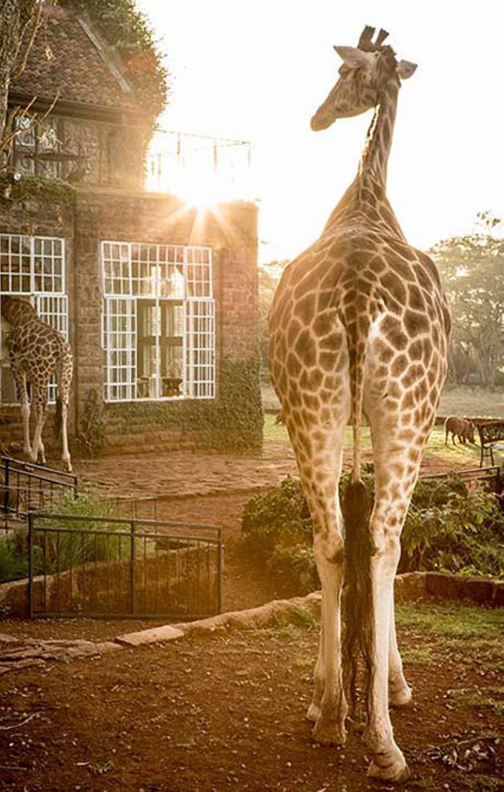 Giraffe Manor