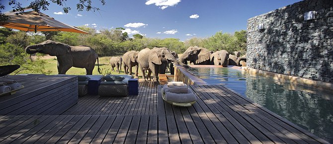 Phinda Homestead pool