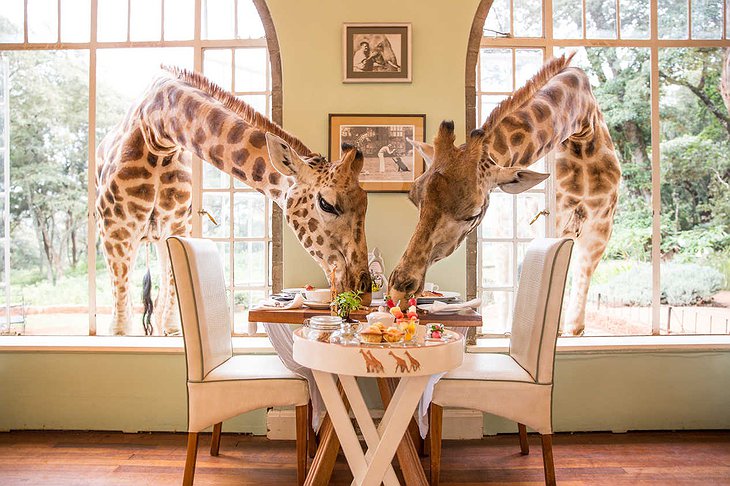 Giraffe Manor – Up Close And Personal With Giraffes In Kenya