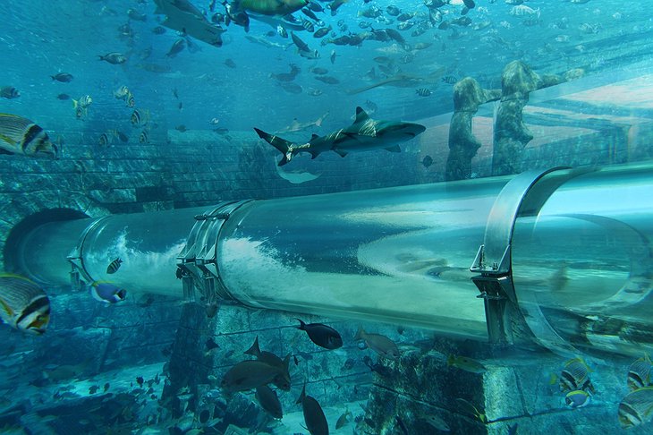 Atlantis The Palm Water Slide Tank Filled With Sharks