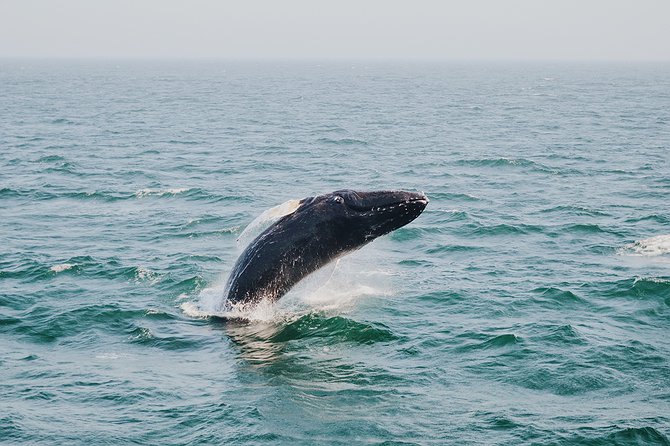 humpback whale above body of water in Bar Harbor