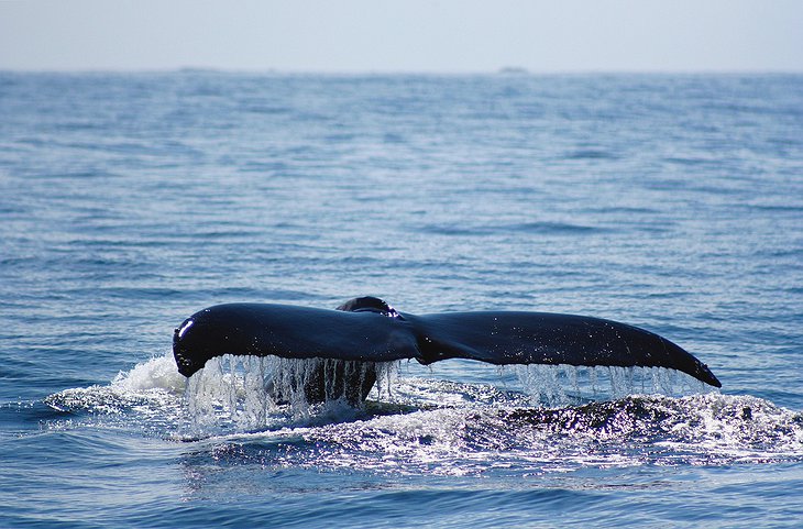 Sighting Resident Orca